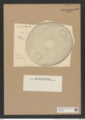Auliscus punctatus Bail. (de-Toni-Nr.: Genus 171, Species 4326) Zeichnungen Sammlung Grunow Nr. 7888 (NHMW-BOT-W0377155)
